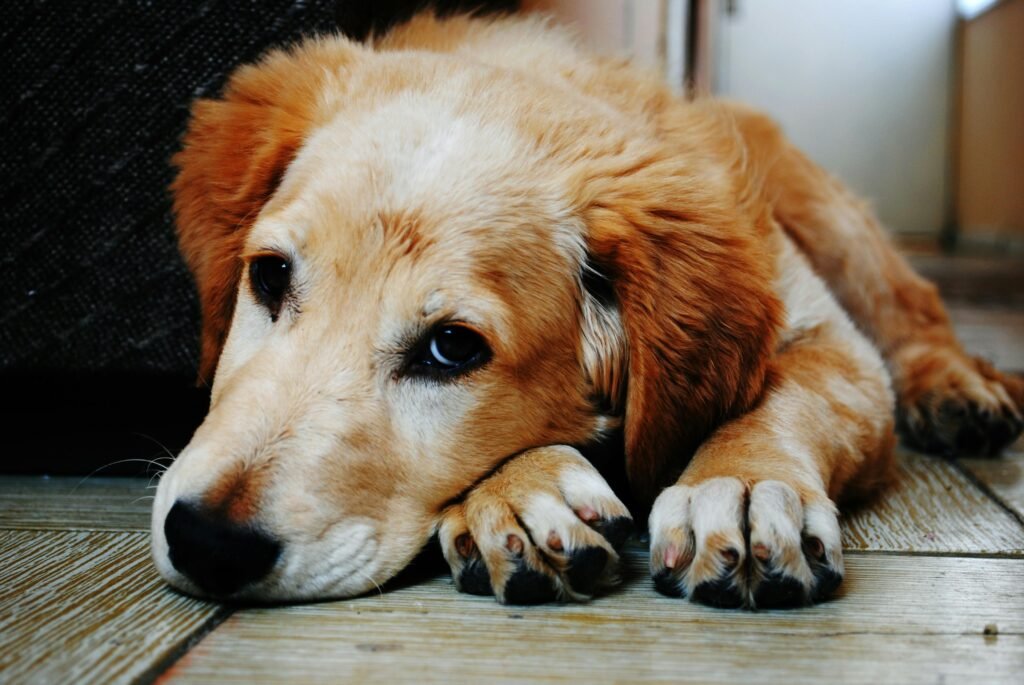 pexels-photo-128817-128817 A cute golden retriever puppy lying down with a relaxed expression, captured indoors.