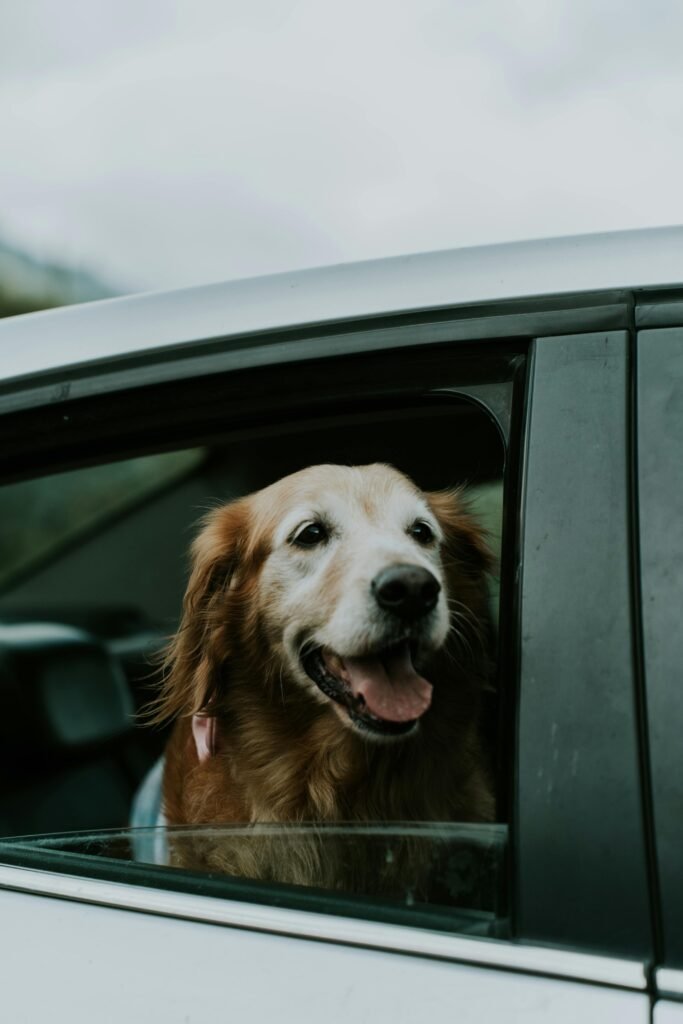 Happy Golden Retriever looking out of a car window, enjoying the ride.