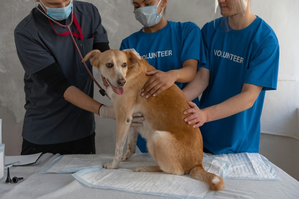 pexels-photo-7469274-7469274 Veterinarian and volunteers caring for a dog during a check-up at a clinic.