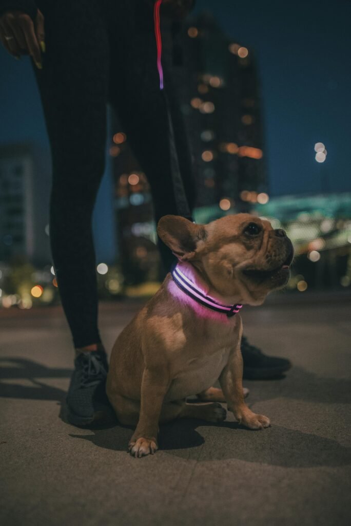 French Bulldog at night with neon collar, urban cityscape.